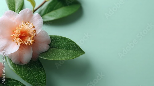 Soft Pink Camellia Flower with Green Leaves on Pastel Background
