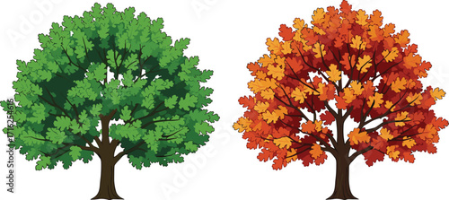 Illustration of green summer tree and orange autumn tree, seasonal foliage change, nature landscape, botanical design, outdoor environment, colorful seasonal artwork