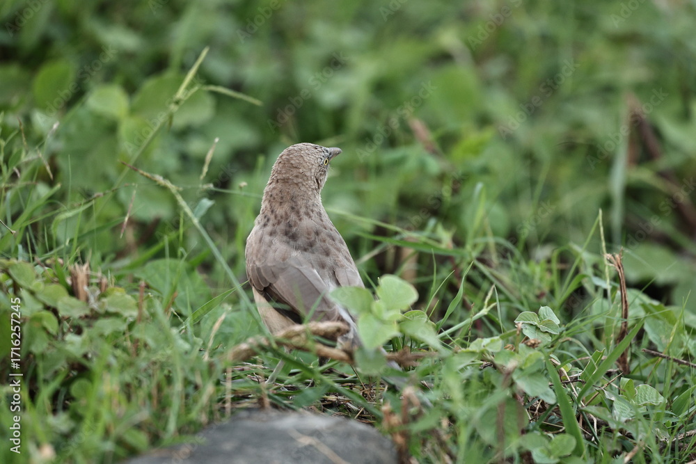 Obraz premium Large Gray Babbler