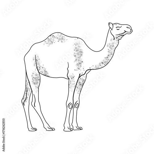 camel vector illustration