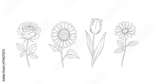 Delicate line art botanical study featuring rose sunflower tulip and daisy flowers in bloom vector