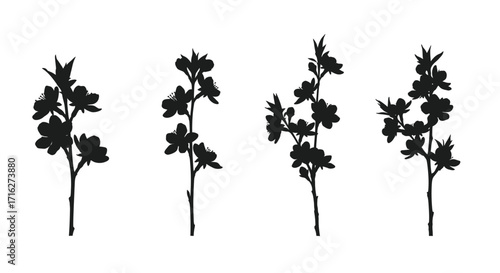 Four delicate silhouettes of flowering branches collection isolated on white vector