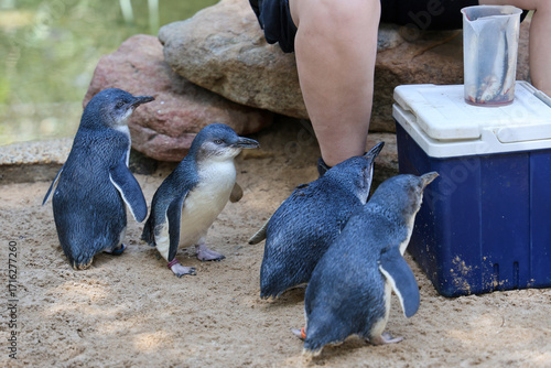 The Fairy penguin or blue penguin is so cute and local animal in phillip island,Australia