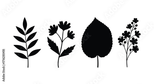 Four delicate botanical silhouettes of leaves and flowers in black and white isolated vector