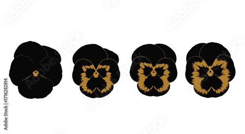 Four pansy flower heads in progression displaying black and yellow petals isolated vector