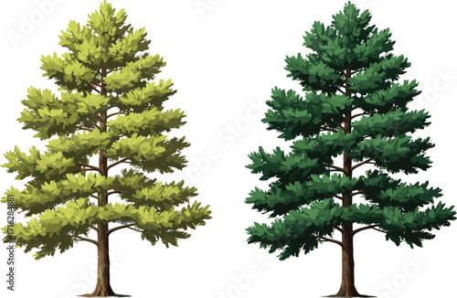 Green pine tree and forest pine illustration, evergreen nature background, conifer tree artwork, natural woodland design, outdoor seasonal landscape