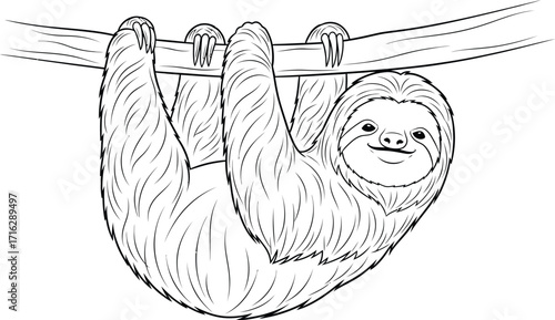 Cute sloth hanging on a branch, outline drawing on white background