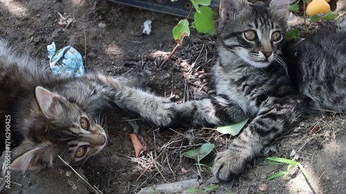 Kittens resting in the shade of a tree