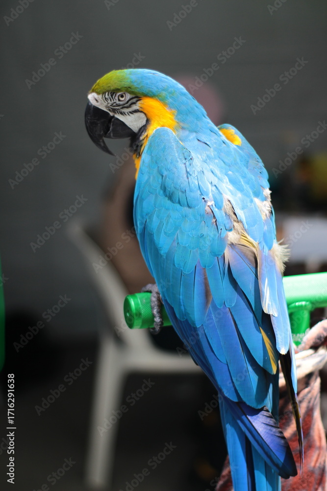 Obraz premium blue and yellow macaw