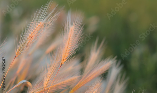 Dry spikelets of wild grass in sunlight close up