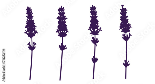 Four detailed lavender sprigs arranged vertically isolated on a clean white backdrop for floral design vector