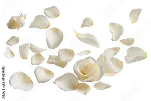 Delicate arrangement of fresh white rose petals beautifully scattered on transparent background