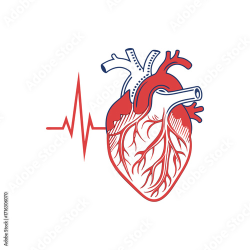 Detailed anatomical vector illustration of the human heart