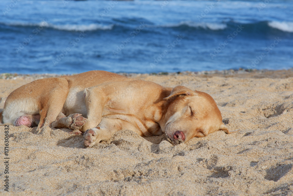 Obraz premium Brown dog sleeping peacefully in the shore of Mirissa Beach Sri Lanka