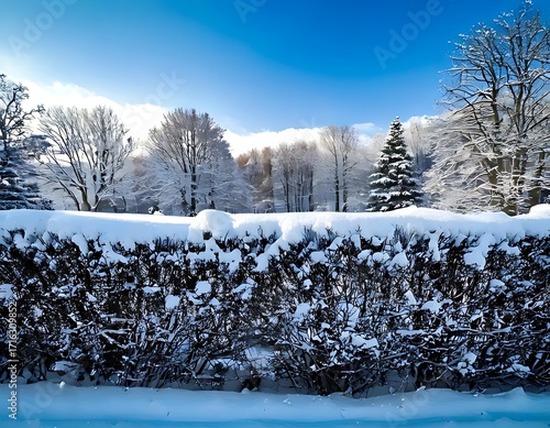 Snowy winter landscape with a hedgerow