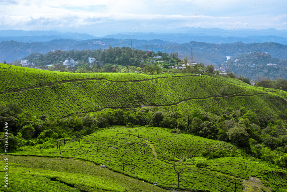Obraz premium Landscape view of tea plantations, Munnar, Kerala, India.