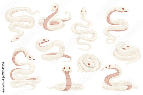 Snake collection set. White serpents with pink belly patterns in various poses. Coiled and stretched reptiles with red eyes. Cartoon style wildlife characters. Vector illustration on white background