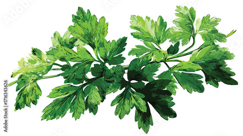Fresh Green Sprigs of Parsley Vector Illustration for Culinary Designs