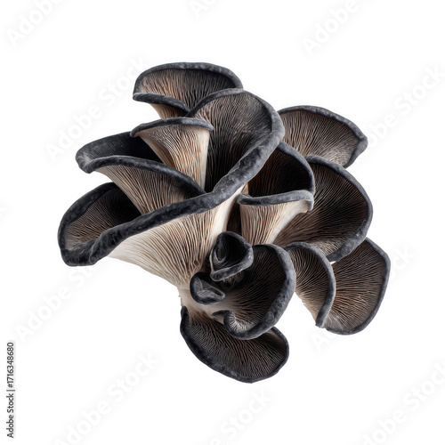 group of fresh black wood ear mushroom isolated [Transparent Background PNG].
