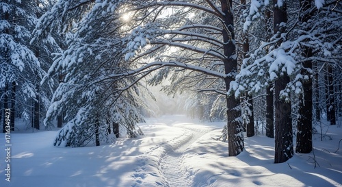 Winter Wonderland - Sunlit Snow-Covered Forest Path.