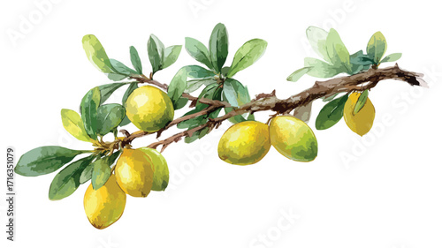 Elegant Hand Drawn Watercolor Argan Tree Branch Illustration for Creative Projects