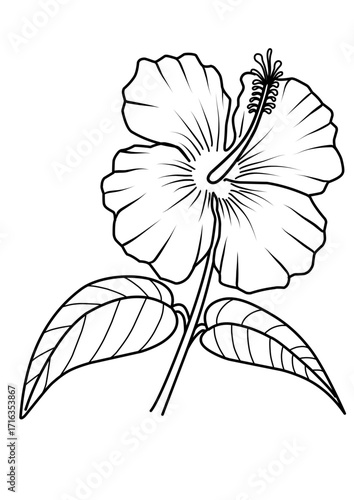 hand drawn vector illustration flower