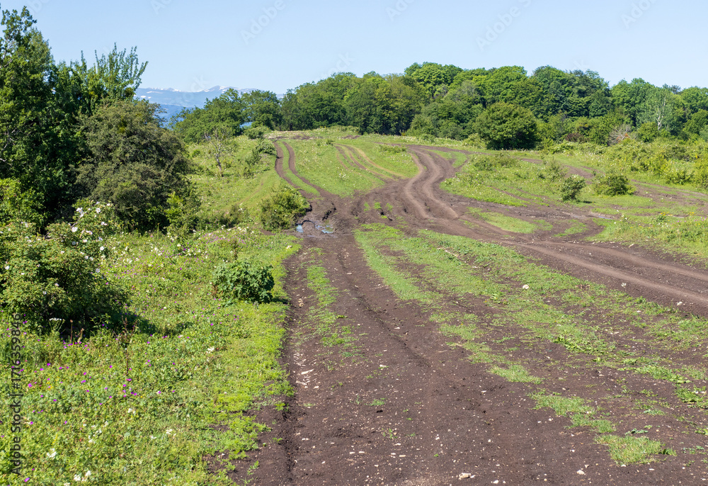 Obraz premium forested spaces and small clearings in the morning sun with mountain views
