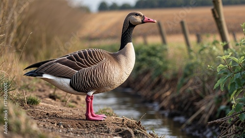 Egyptian goose calling from low perch near orchard ditch