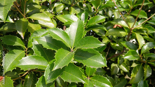 Lush green false holly leaves close-up in sunny garden, vibrant evergreen foliage background