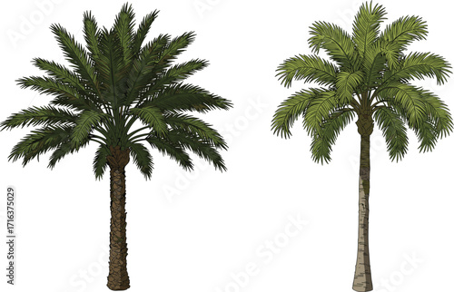 palm, tree, tropical, foliage, nature, botanical, plant, landscape, leaf, greenery, outdoor, vegetation, exotic, scenic, environment, flora, growth, wood, decorative, , tree, tropical,