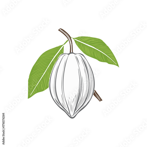 Vintage woodcut style cacao fruit with green leaves, botanical cocoa plant illustration