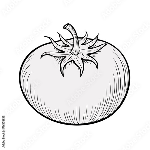 Illustrated tomato fruit in black and white vector art