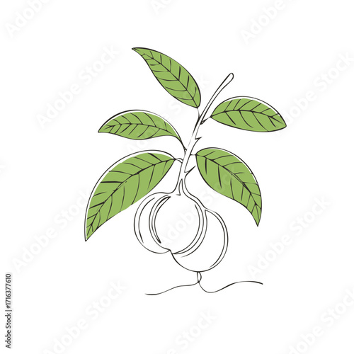 Botanical illustration of a branch with round fruit and green leaves in minimalist line art style