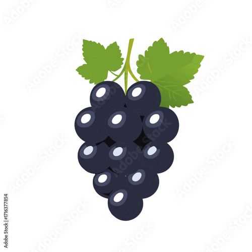 Fresh bunch of black grapes with green leaves, isolated on white background