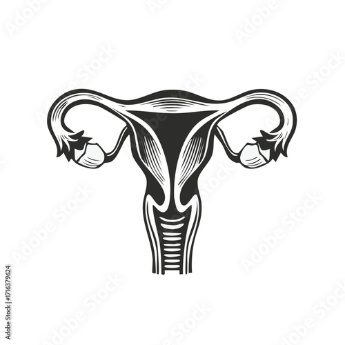 Artistic illustration of female reproductive system anatomy in black and white style