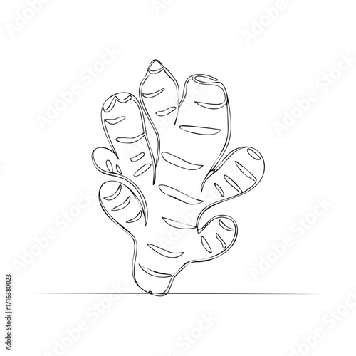 Fresh ginger root drawn in a minimalist continuous one line art style vector illustration