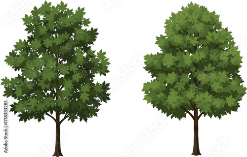 tree, foliage, nature, botanical, plant, forest, landscape, leaf, greenery, outdoor, vegetation, natural, seasonal, scenic, environment, flora, growth, wood, decorative, , foliage, nat