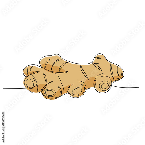 Fresh ginger root in simple outline illustration on white background  