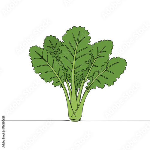 Curly green leaves of fresh kale on white background  