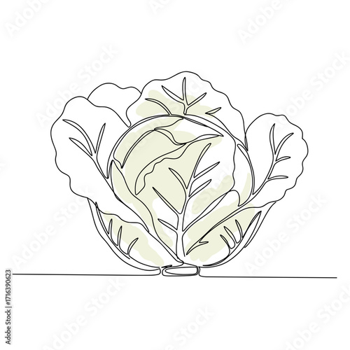 Simple line art of cabbage with detailed leaves and smooth contours  