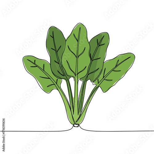 Fresh spinach plant with green leaves in simple outline style  