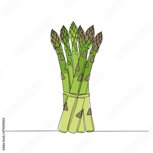 Bundled asparagus stalks with pointed tips on a white background  