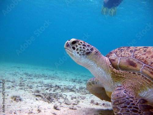 Big Green turtle , Green turtles are the largest of all sea turtles. A typical adult is 3 to 4 feet long and weighs between 300 and 350 pounds.
