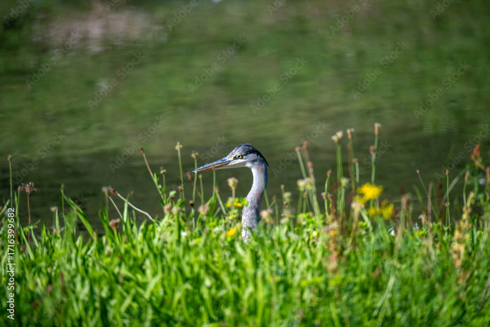 Naklejka premium Ein Graureiher guckt aus einer Wiese hervor