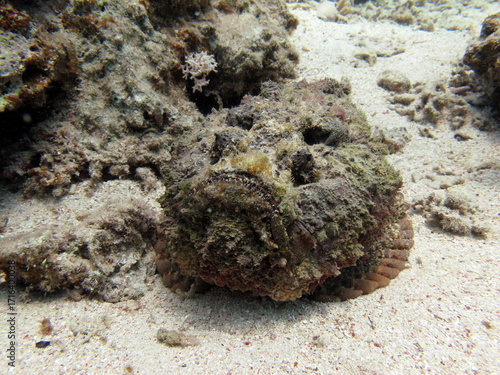 Stone fish - Synanceiidae. Ocean wart - this fish of the family Synanceiidae grows up to 27 cm. It lies motionless on the bottom for hours, waiting for prey. One of the world's most poisonous fish.