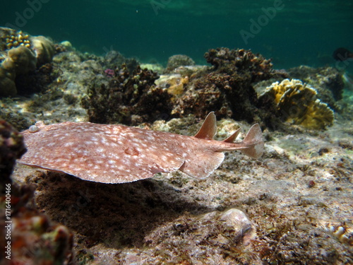 Stingrays. Leopard Electric Stingray - This electric stingray grows up to 100 cm and feeds on fish and bottom dwellers.