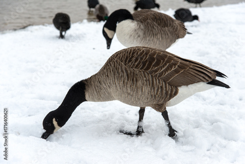 Fototapeta oies dans la neige à Verneuil sur Seine en France