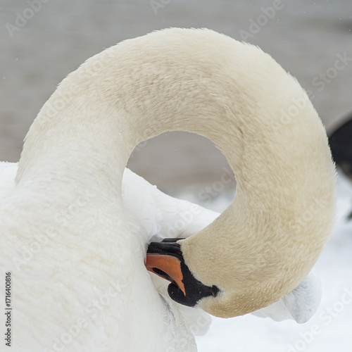 cygne dans la neige à Verneuil sur Seine en France