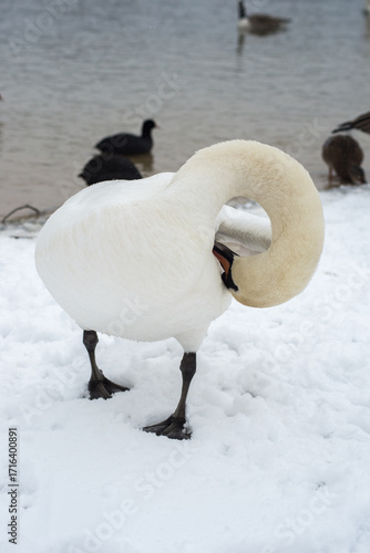 cygne dans la neige à Verneuil sur Seine en France