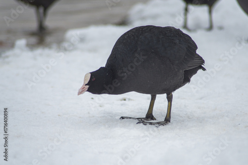 foulque dans la neige à Verneuil sur Seine en France